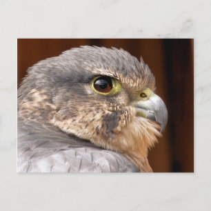 CARTÃO POSTAL MERLIN FALCON BIRD OF PREY