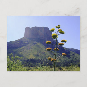 Cartão Postal Mesa e maguey florescente 1