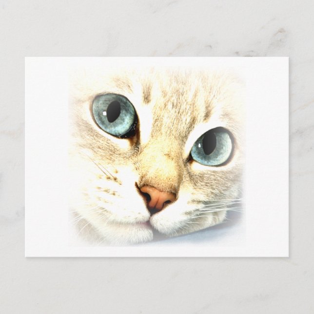 Cartão Postal MesmerEYES de Cat (Frente)