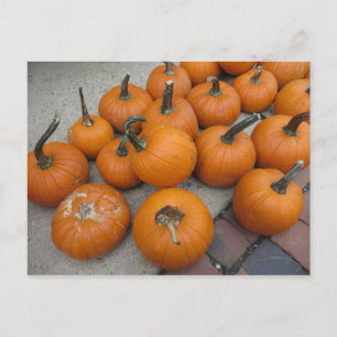 Cartão Postal Mess Of Pumpkins