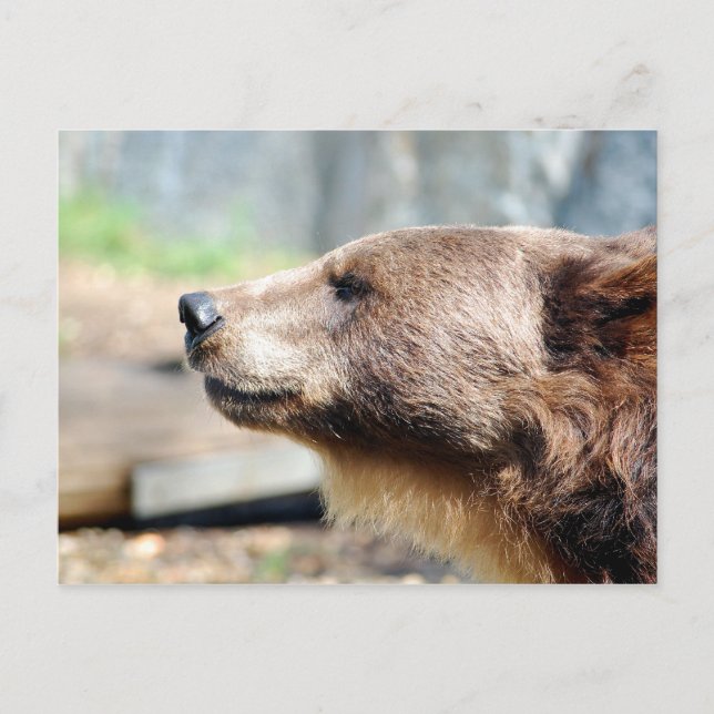 Cartão Postal Mestre Bruin (Frente)