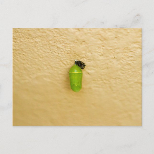 Cartão Postal Metamorfose inicia borboleta monarca (Frente)