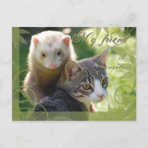 Cartão Postal Meu Amigo