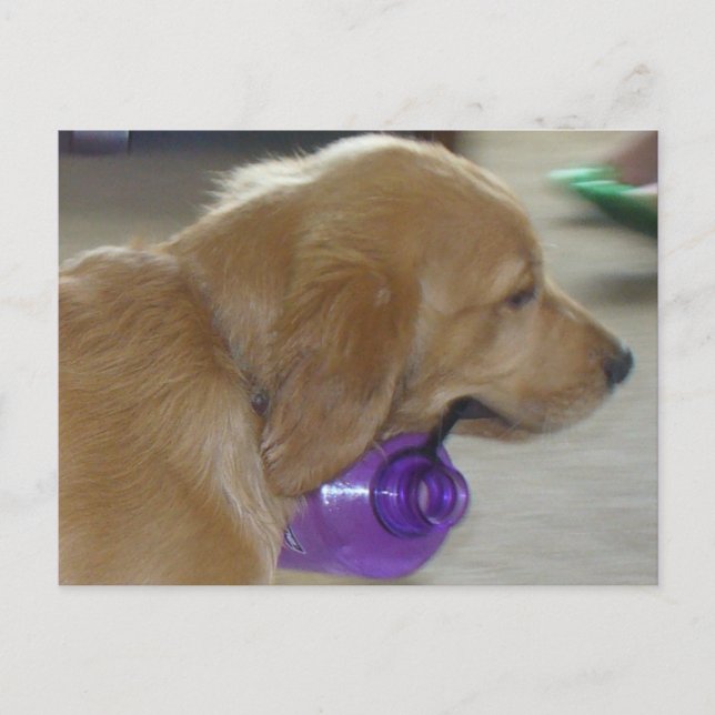 Cartão Postal Meu Cartão-postal de Garrafa de Água (Frente)