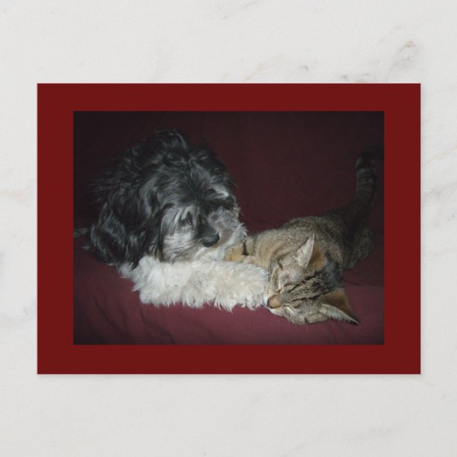 Cartão Postal Meu melhor amigo (Frente)