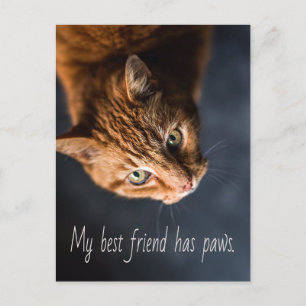 Cartão Postal Meu melhor amigo tem patas, Cat Kitten Cute