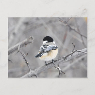 Cartão Postal Meu novo casaco de inverno, brilhante! :)