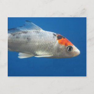 Cartão Postal Meu Peixe de Peixe Koi