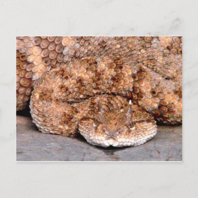 Cartão Postal Meu Pequeno Viper (Frente)