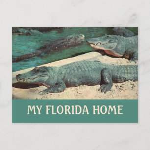 Cartão Postal Meu Postcard do Gator da Flórida