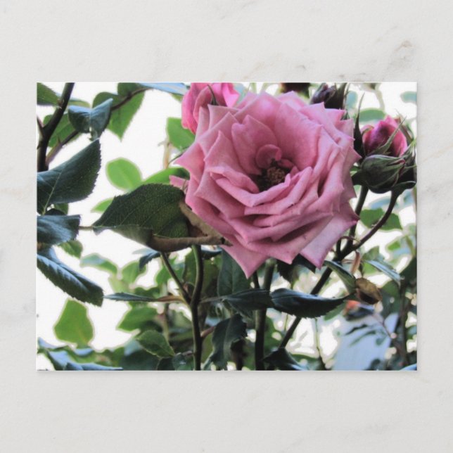Cartão Postal Meu Rosa (Frente)