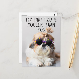 Cartão Postal Meu Shih Tzu É Mais Legal Do Que Seus Óculos De So