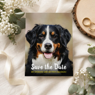 Cartão Postal Meus Humanos Estão Se Casando Cachorro Save the
