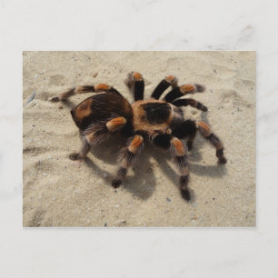 Cartão Postal Mexican Flameknee Tarantula Postcard