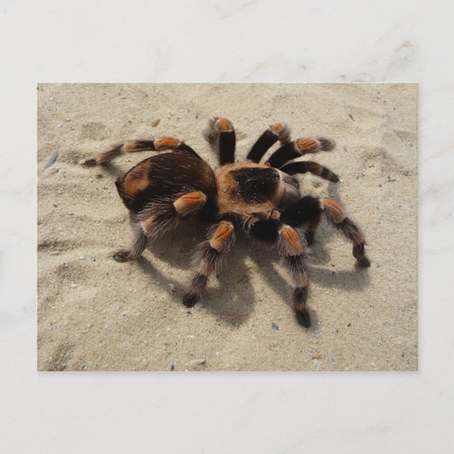 Cartão Postal Mexican Flameknee Tarantula Postcard (Frente)