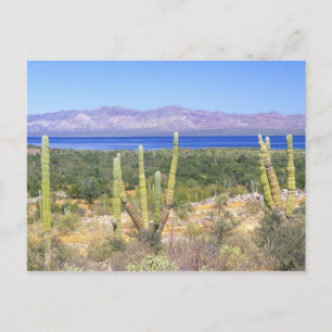 Cartão Postal México, Baja California Sur, Cardon Cactus em