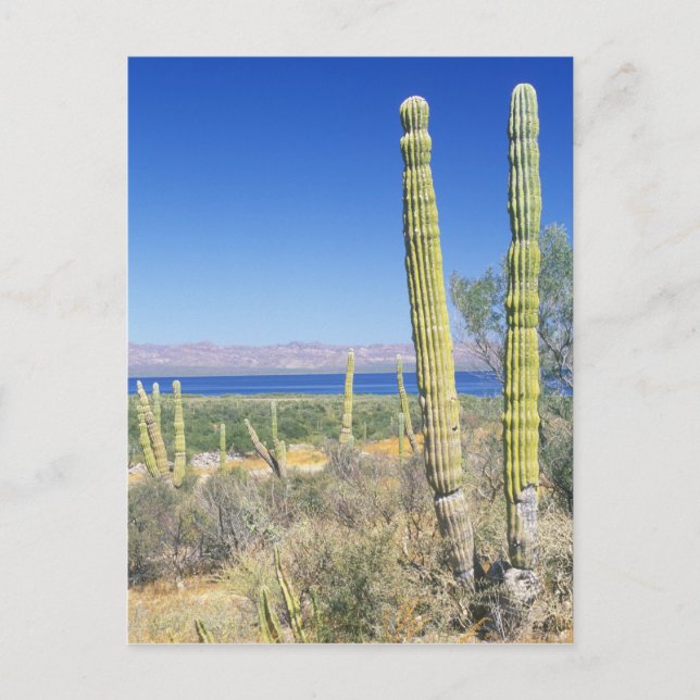 Cartão Postal México, Baja California Sur, Mulege, Bahia (Frente)