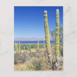 Cartão Postal México, Baja California Sur, Mulege, Bahia