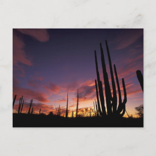 Cartão Postal México, Baja del Norte, Catavina Desert National 3