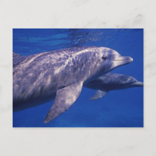 Cartão Postal México, Cozumel. Golfinho Nariz de Garrafa, Tursio