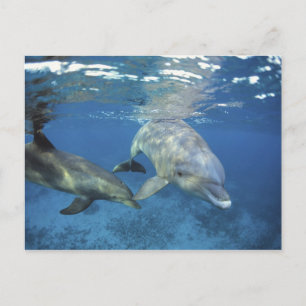 Cartão Postal México, Cozumel. Golfinho-nariz-de-garrafa, Tursio