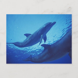 Cartão Postal México, Cozumel. Golfinho Nariz-de-Garrafa, Tursio