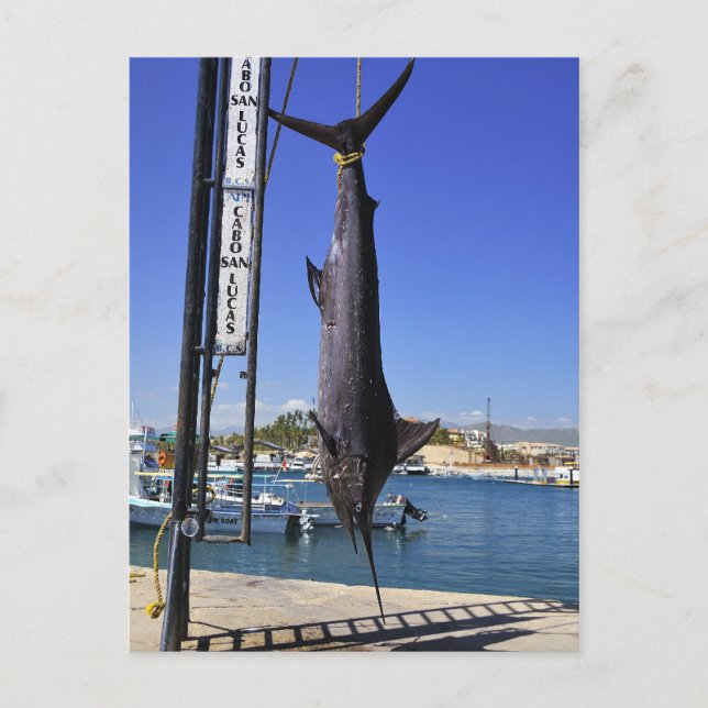 Cartão Postal México Marlin (Frente)