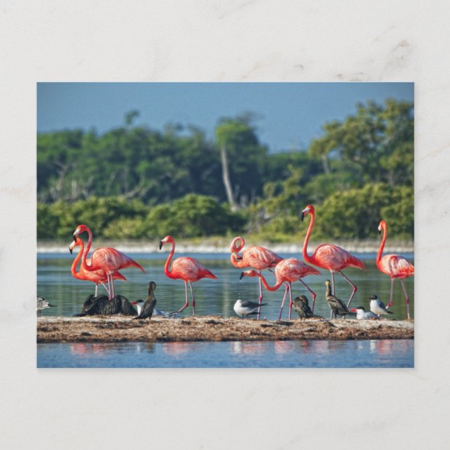 Cartão Postal México Rio Lagartos (Frente)