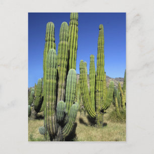 Cartão Postal México, Sonora, San Carlos. Saguaro e Organ Pipe