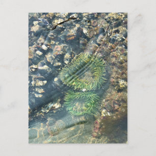 Cartão Postal Meyers Beach North, Dourada Beach, Oregon