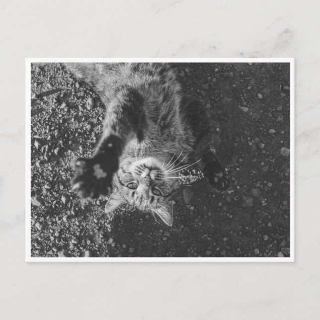 Cartão Postal Miau (Frente)