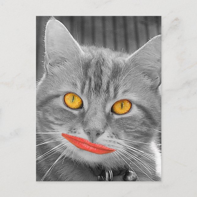 Cartão Postal Miau (Frente)