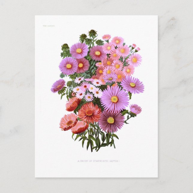 Cartão Postal Michaelmas Dasies (Asters) (Frente)