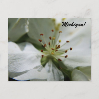 Cartão Postal Michigan Apple Blossom