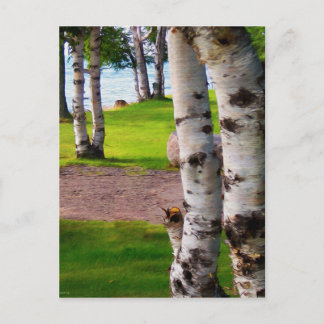 Cartão Postal Michigan Birch Trees By Lake