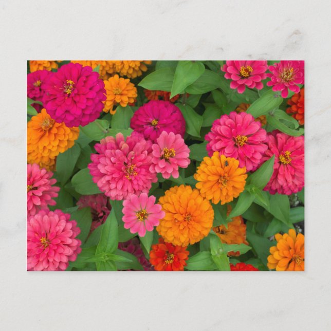 Cartão Postal Michigan, Dearborn, Greenfield Village. Close up (Frente)