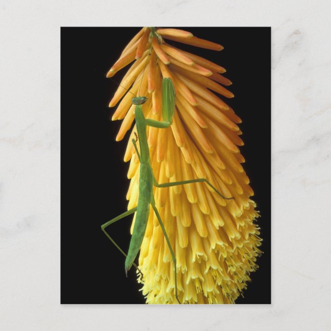 Cartão Postal Michigan, Rochester Colinas. Rezando Mantis em Ver (Frente)