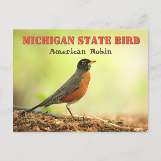 Cartão Postal Michigan State Bird Robin (Frente)