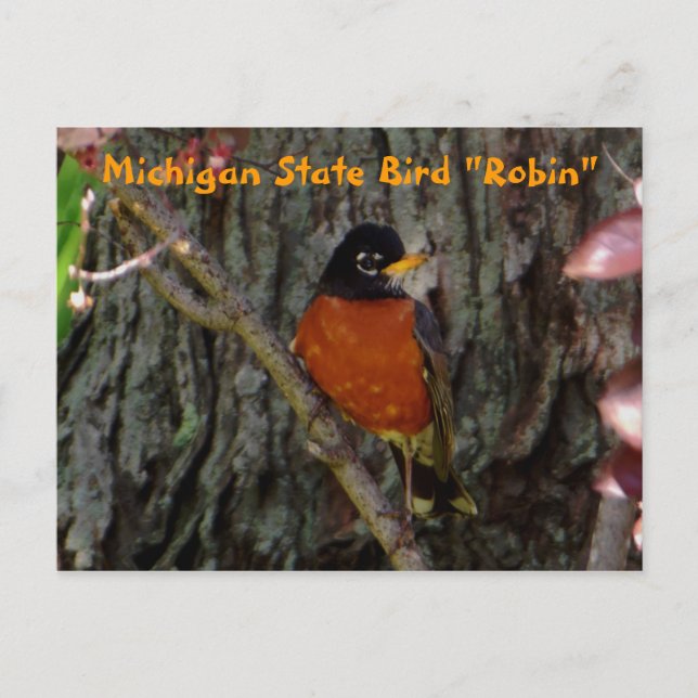 Cartão Postal Michigan State Bird Robin (Frente)