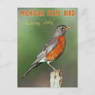 Cartão Postal Michigan State Bird - Robin Americano