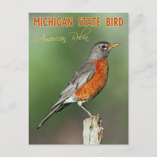 Cartão Postal Michigan State Bird - Robin Americano (Frente)