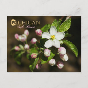 Cartão Postal Michigan State Flower: Flor de Maçã