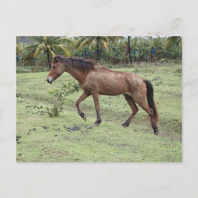 Cartão Postal Micoud2 (Frente)