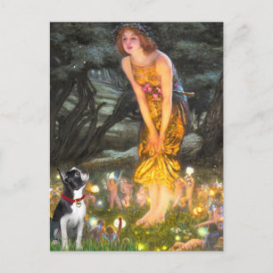 Cartão Postal MidEve - Boston Terrier #2