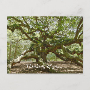 Cartão Postal Mighty Angel Oak