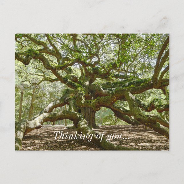Cartão Postal Mighty Angel Oak (Frente)