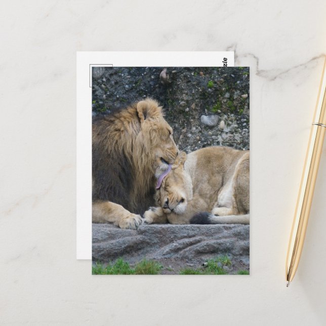 Cartão Postal Mighty Lion Love (Frente/Verso In Situ)