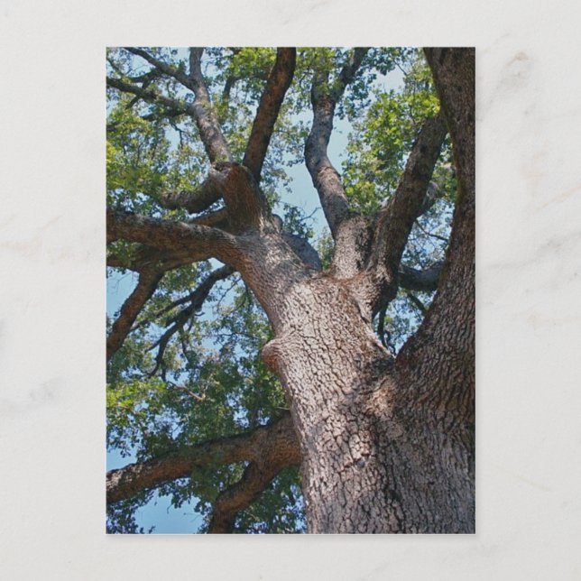Cartão Postal Mighty Oak (Frente)