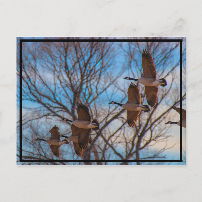 Cartão Postal MIgração (Frente)