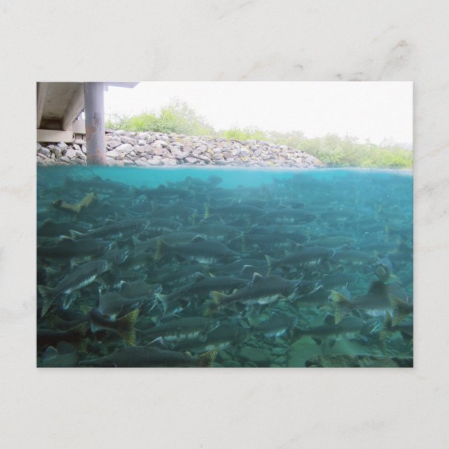 Cartão Postal Migração De Salmão Rosa Em Kodiak, Alasca (Frente)